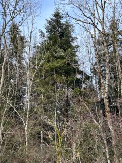 Chambre privée au cœur de la forêt - 7