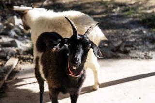 Otmoor Retreat - Scenic Views and Goats - 8