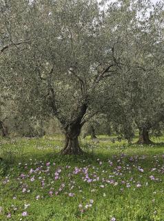 Sea view Goldins house - 8
