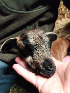 Muehlenhof-Soderstorf-Wohnung-D - 1