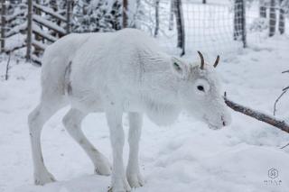 North Suite Serene 18A by Hilla Villas - 2