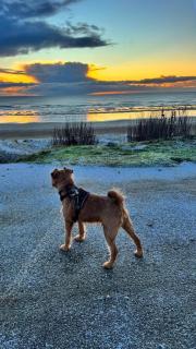 Park View holiday chalet, close to the dog friendly beach - 8