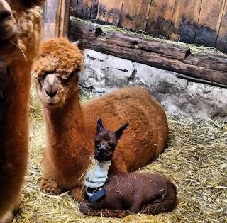 Bauernhof Haus Sturm - Jerzens - 4