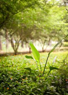 The Roaming Goat Guesthouse - 2