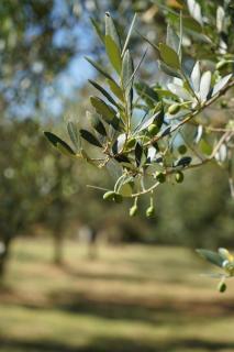 B&B da Nic e Ste - 8