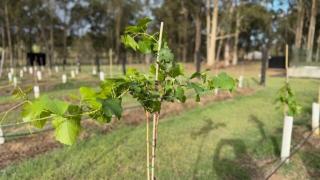 Acreage home on Lovedale Rd with EV and private vineyard - 1