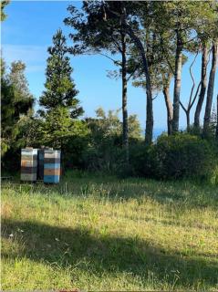 Manu Bay Bee Retreat - Walk to WSL - 5