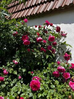 Bauernhofwohnung Friedrichshafen - 2