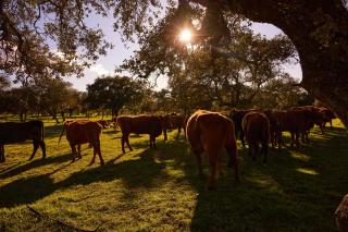 Wishome- Finca San Benito, casa en finca propia con piscina privada - 7