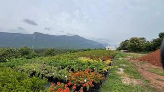 Bougain Villa Hilltreat - 0