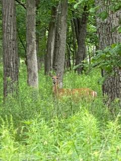 RWH farm country Glamping campsite 4 - 4