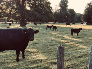 The Lambing Barn - 1