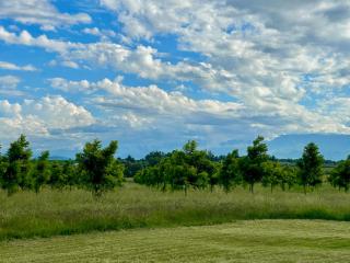 Pecan Tree Haven - 1