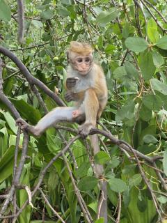 Oshans Home - Guest House - Polhena - 2