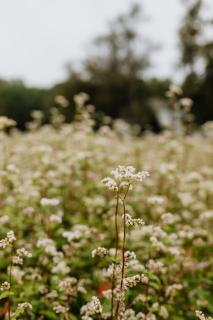 Katrina Summer House - 1