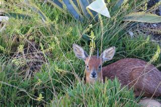 Grysbok Self Catering Accommodation - Oudtshoorn - 4