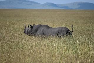 Golden Horn Safari Camp - 3