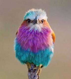 Golden Horn Safari Camp - 5