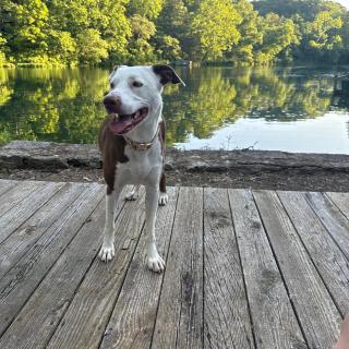 Eureka Springs Lake house - 8