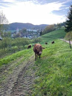 Wolfshound Cottage - 6