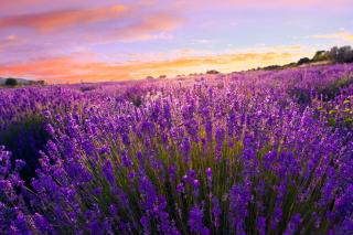 Apartments in Zamardi - Balaton 54662 - 3