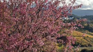 Mai Anh Đào Homestay - 5