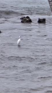 Herons Reef Holiday Apartments - 3