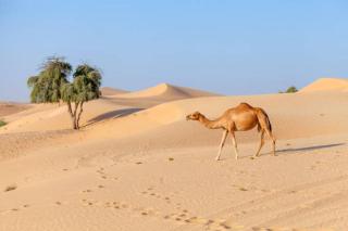 Desert Story Night Camp - 2