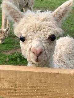 Shepherds hut surrounded by alpacas and ponies - 4