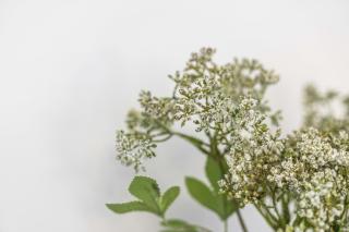 Fern Walk Cosy 3 Bedroom House - Dalkeith - 3