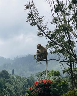 The Sunshine Ella - 9