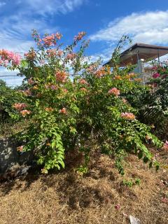 Hollanda Recidencia Homestay - 4