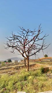 Hillside Nature Stay - 8