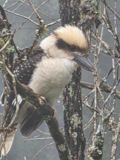 Hideaway Falls Rustic Farm House - 3