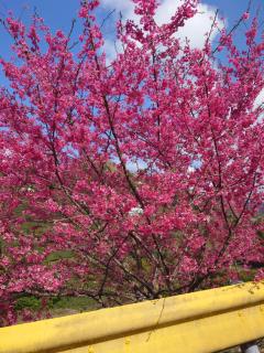 Golden Leather Carving Studio - 1
