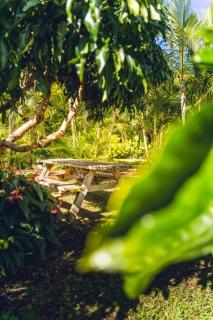 Le Palmier de la Paix - Le Tampon - 6