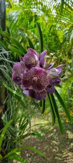 Le Palmier de la Paix - Le Tampon - 2