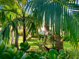 Le Palmier de la Paix - Le Tampon - 1