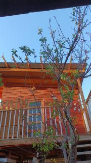 Tree house in the Elqui Valley - 0