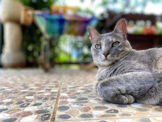 Rustic Coffee Cabin BBQ WiFi Jardín Antioquia - 5