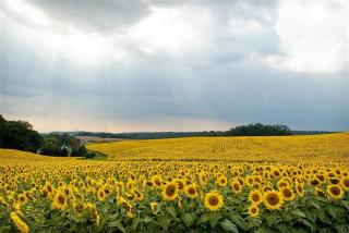 SoMD Diamond House - 5