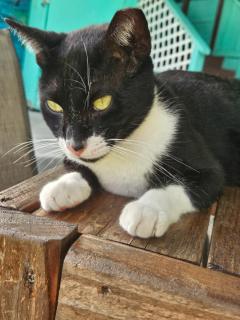 Pahoa Village Hostel - 6