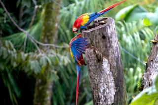 Mountain Top Park Hotel - Manuel Antonio - 4