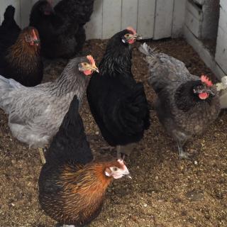 Ferienwohnung Immergrün - 1