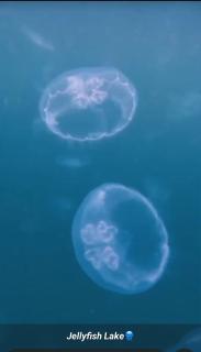 "Shady Sea Raja Ampat" - 7