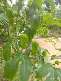 Passion Fruit Villa Weligama - 9