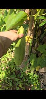 VAC Haven - farmstay Vung Tau - 6