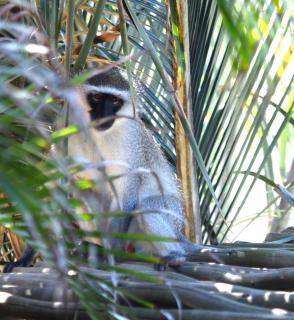 Ansteys Beach Self Catering Apartments - Durban - 5