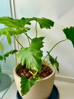 Apto Dona Olívia Universidade - Cozy Forest - 8