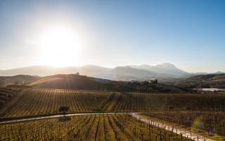 Masseria del Vino - Ciavolich Wine Estate - 3